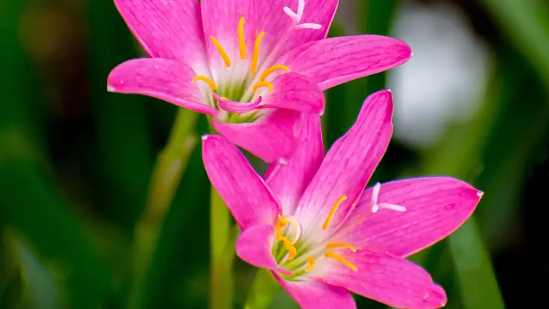 Two vivid pink rain lily flowers blooming together
