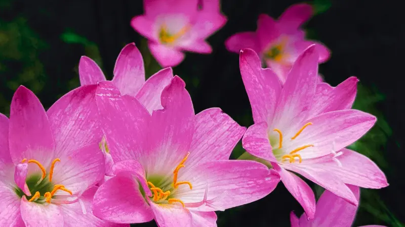 Group of pink rain lily flowers blooming together
