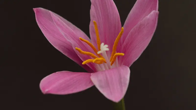 Single pink rain lily flower with orange stamens on black backdrop