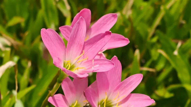 Pink rain lily flowers blooming in sunlight with green grass