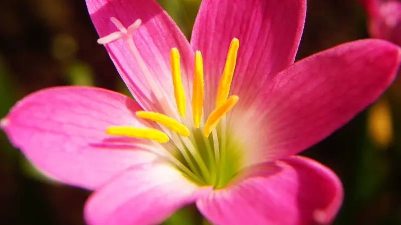 Detailed close-up of pink rain lily flower with yellow stamens