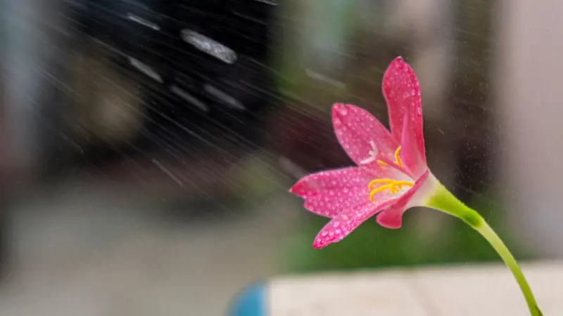 Pink rain lily flower with rain falling in the background