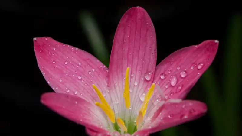 Magenta pink rain lily flower with dewdrops on dark background