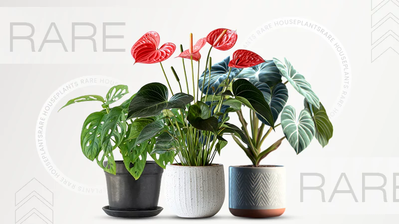 rare houseplantss
