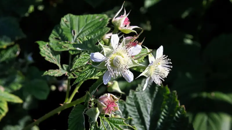 White raspberry flower with pink budding fruit on thorny branch
