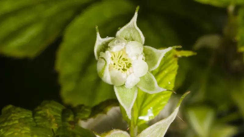 Fuzzy green raspberry flower with dewdrops on petals