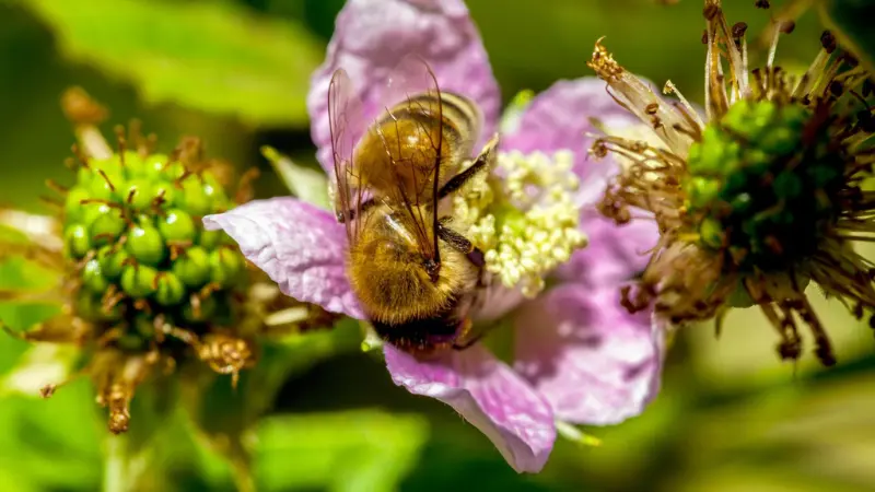 Bee gathering pollen on pale pink raspberry flower