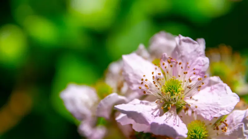 Close-up of pale pink raspberry flower with textured petals