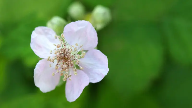 Pale pink and white raspberry flower with golden center