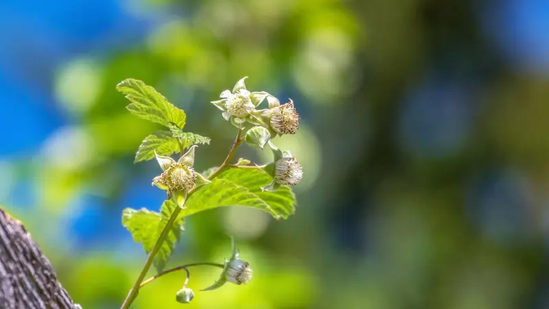 Raspberry flowers and buds with blurred blue sky background