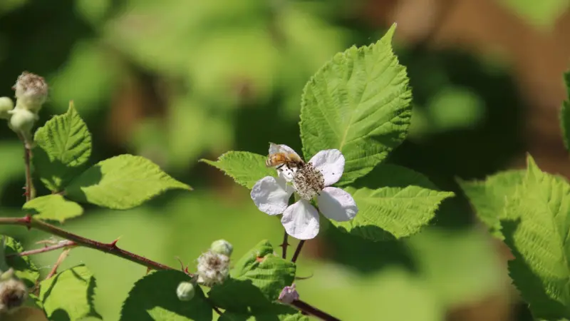Bee resting on white raspberry flower among green leaves
