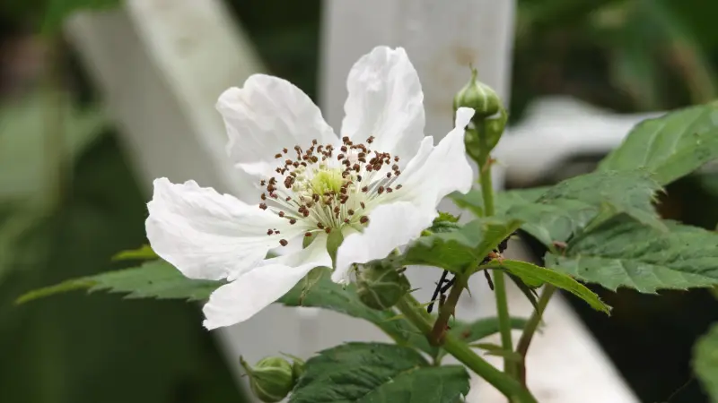 Wide-open white raspberry flower with brown stamens