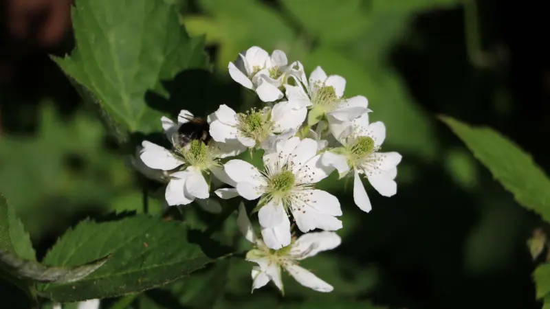 Bumblebee pollinating cluster of white raspberry flowers