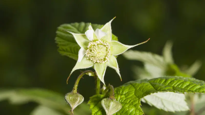 Pale green raspberry flower with pointed sepals beginning to bloom