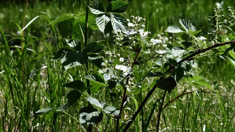 Raspberry plant with white flowers growing among tall grass