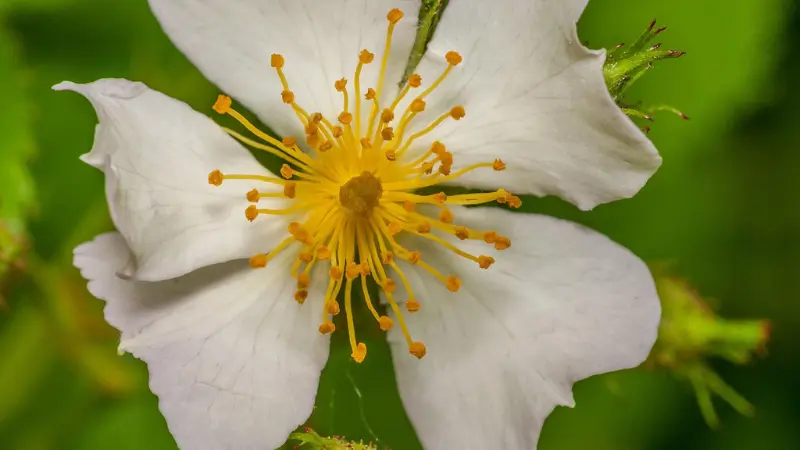 Close-up of white raspberry flower with golden-orange stamens