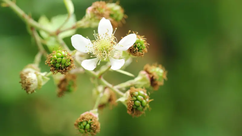White raspberry flower surrounded by green developing berries