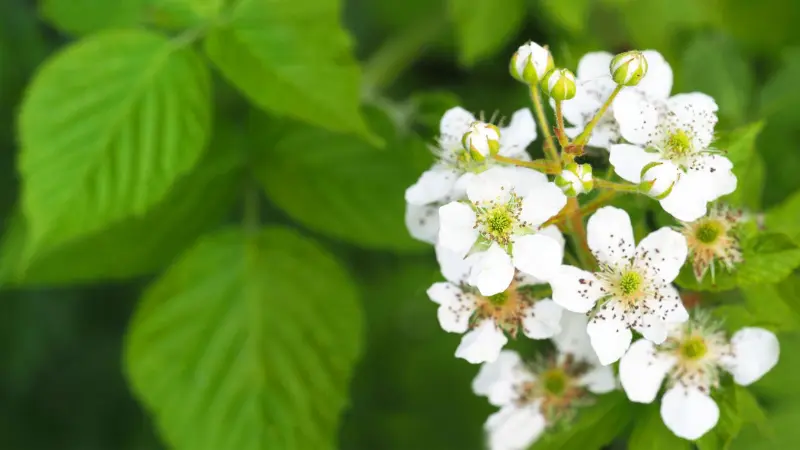 Group of white raspberry flowers and buds on green branch