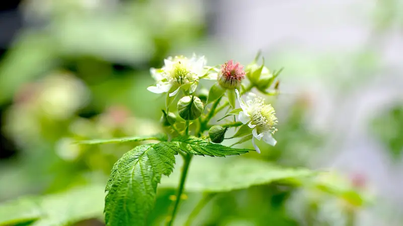 White raspberry flowers beside a pink fuzzy flower bud