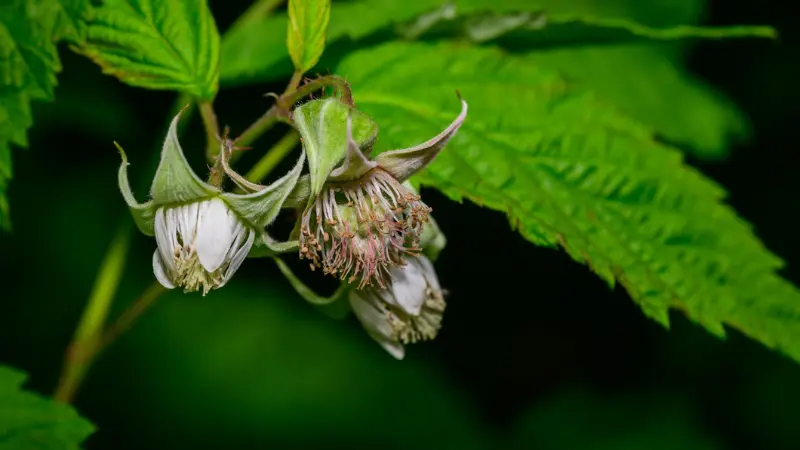 Nodding white raspberry flowers hanging from stem