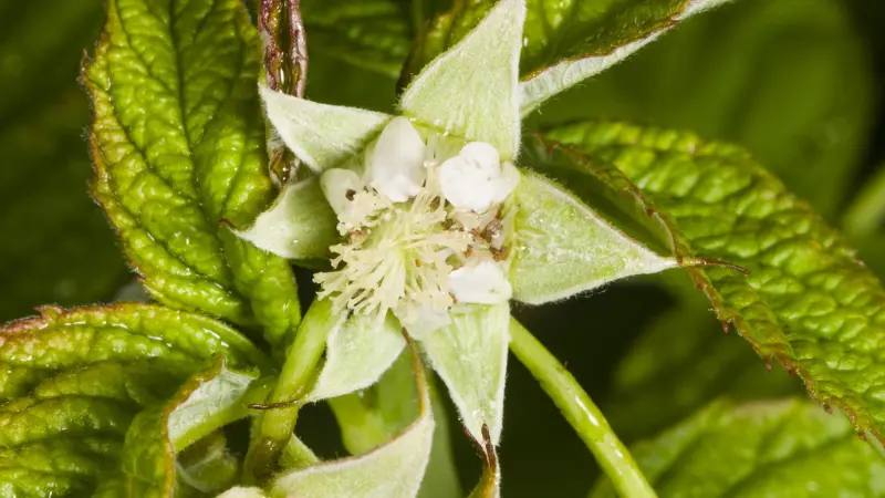 Pale green raspberry flower with star-shaped sepals opening