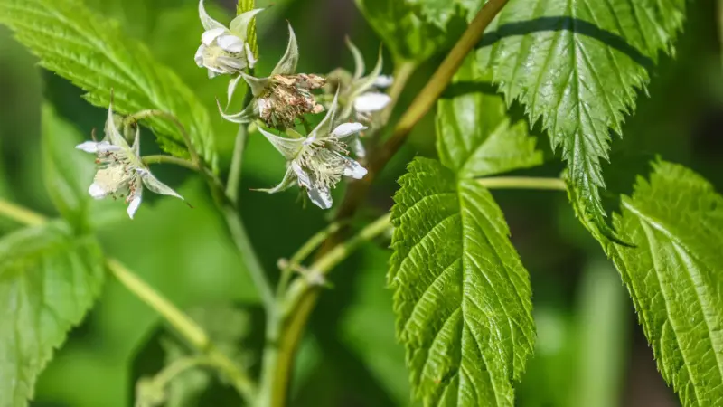 Wilting white raspberry flowers with green foliage