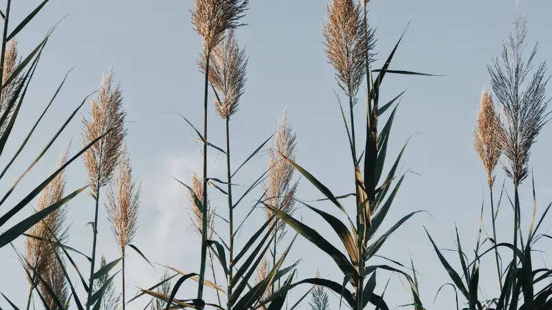 Tall Phragmites (Reed) plant stalks with golden feathery plumes under a pale blue sky
