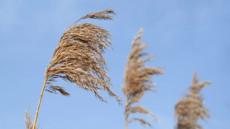 Wind-blown golden Phragmites (Reed) plant plume against a blue sky