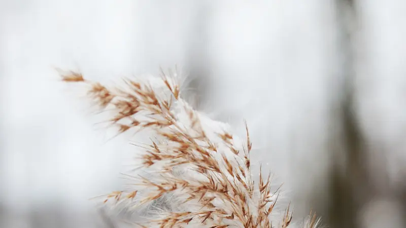 Frost-covered Phragmites (Reed) plant seed head in winter