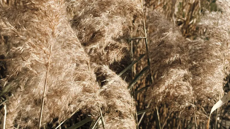 Close-up of overlapping dried Phragmites (Reed) plant plumes