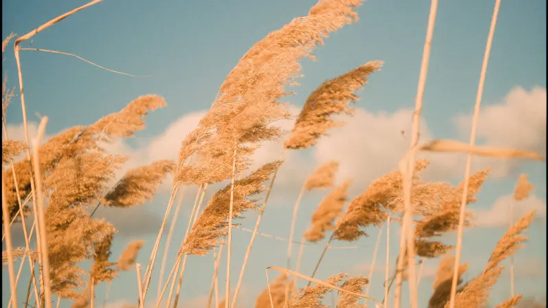 Phragmites (Reed) plant stalks with golden plumes against a blue sky