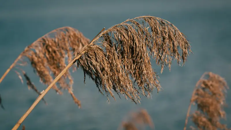 Single dried Phragmites (Reed) plant plume hanging over dark blue water