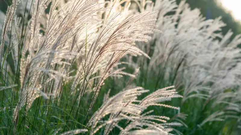 Backlit Phragmites (Reed) plant grass plumes glowing in warm sunlight