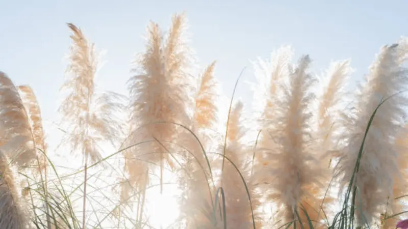 Fluffy Phragmites (Reed) plant plumes backlit by bright sun