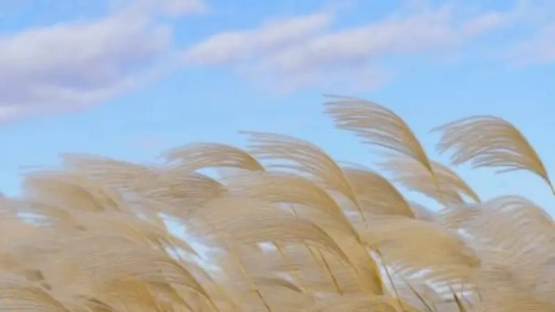 Feathery Phragmites (Reed) plant plumes bending in the wind under a blue sky