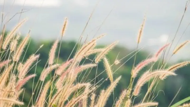 Thin Phragmites (Reed) plant stalks with seed heads against green hills