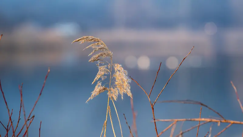 Single Phragmites (Reed) plant plume near a lake