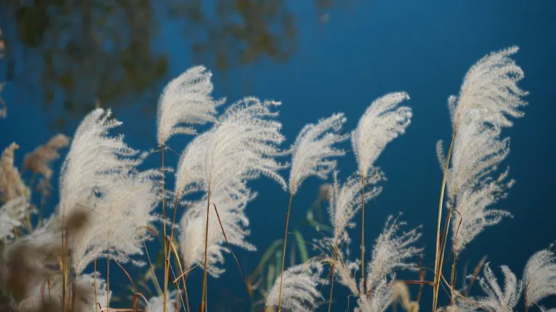 White feathery Phragmites (Reed) plant plumes against dark blue water
