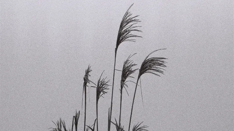 Black-and-white Phragmites (Reed) plant stalks silhouetted against a grey sky