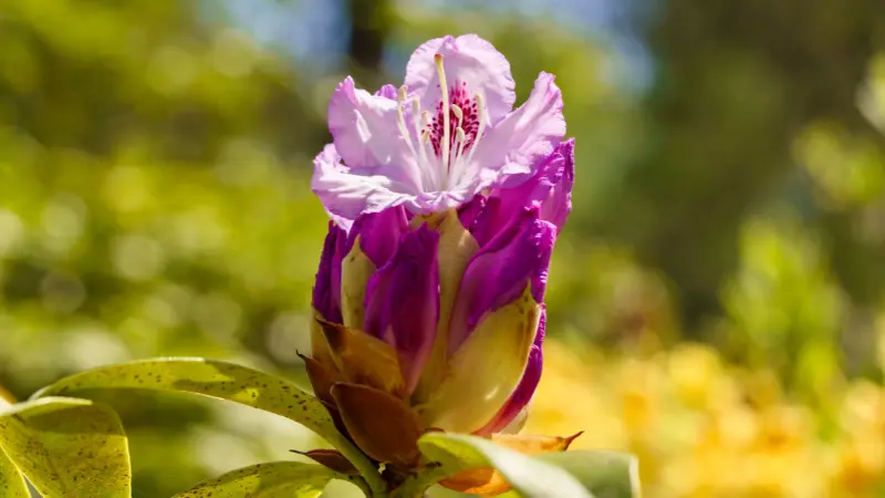 Purple and white rhododendron flower opening from magenta bud