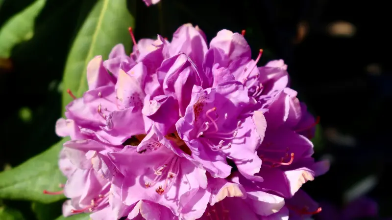 Detailed close-up of purple rhododendron flower with red stamens