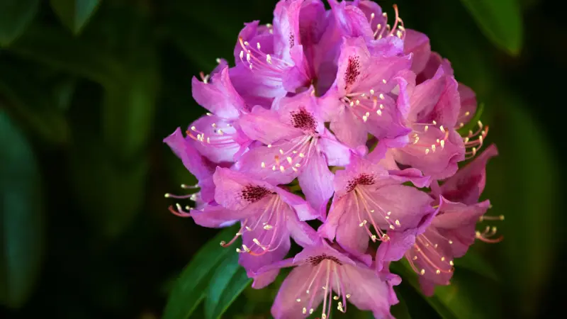 Pink rhododendron blooms with golden-tipped stamens
