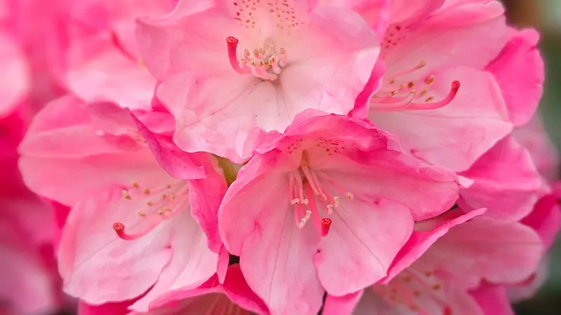 Pale pink rhododendron flowers with red stamens