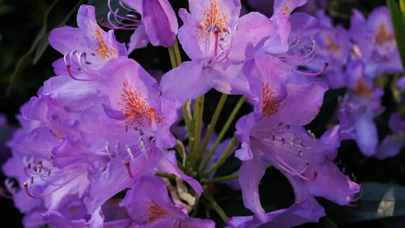 Purple rhododendron flowers with orange speckled throats