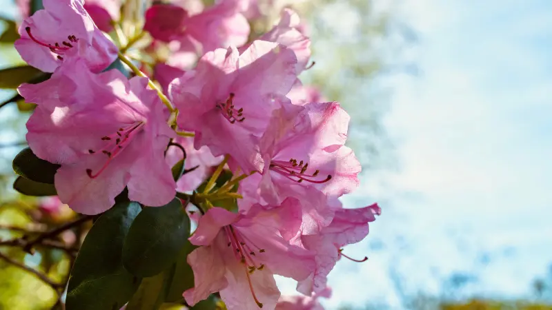 Pink rhododendron flowers backlit by soft sunlight