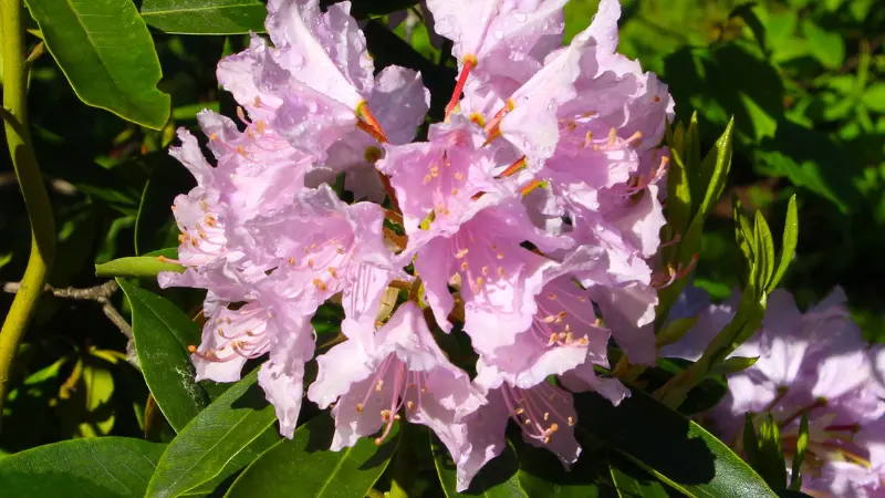 Pale pink rhododendron flowers with dewdrops and golden stamens