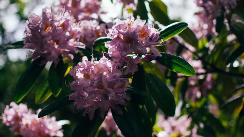 Pink rhododendron flower clusters among dark green leaves