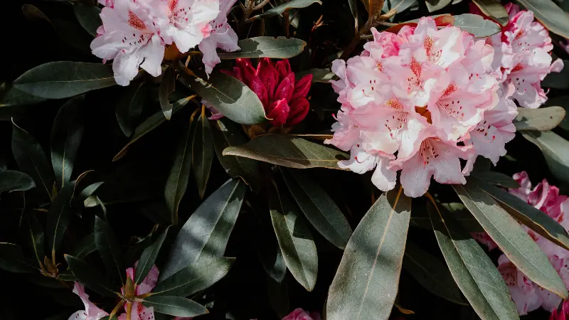 Pink rhododendron flowers beside an unopened red bud
