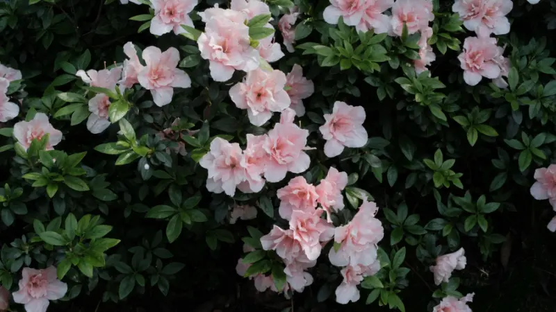 Cluster of pale pink ruffled rhododendron flowers