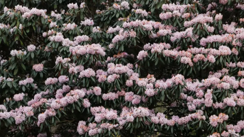 Large rhododendron shrub covered in pale pink blossoms